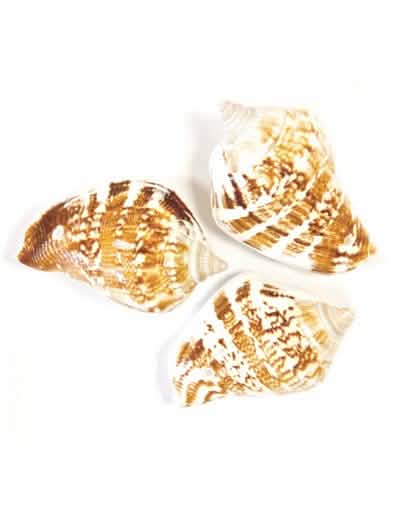Coquillages de décoration Bernard l'hermite marron et blanc