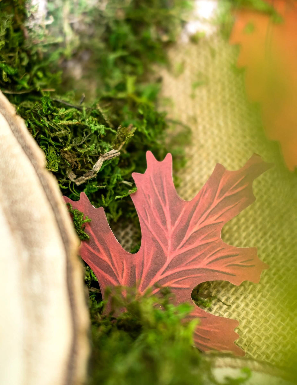 Détail d'une feuille rouge sur mousse et écorce de l'assortiment de 11 feuilles d'automne en carton