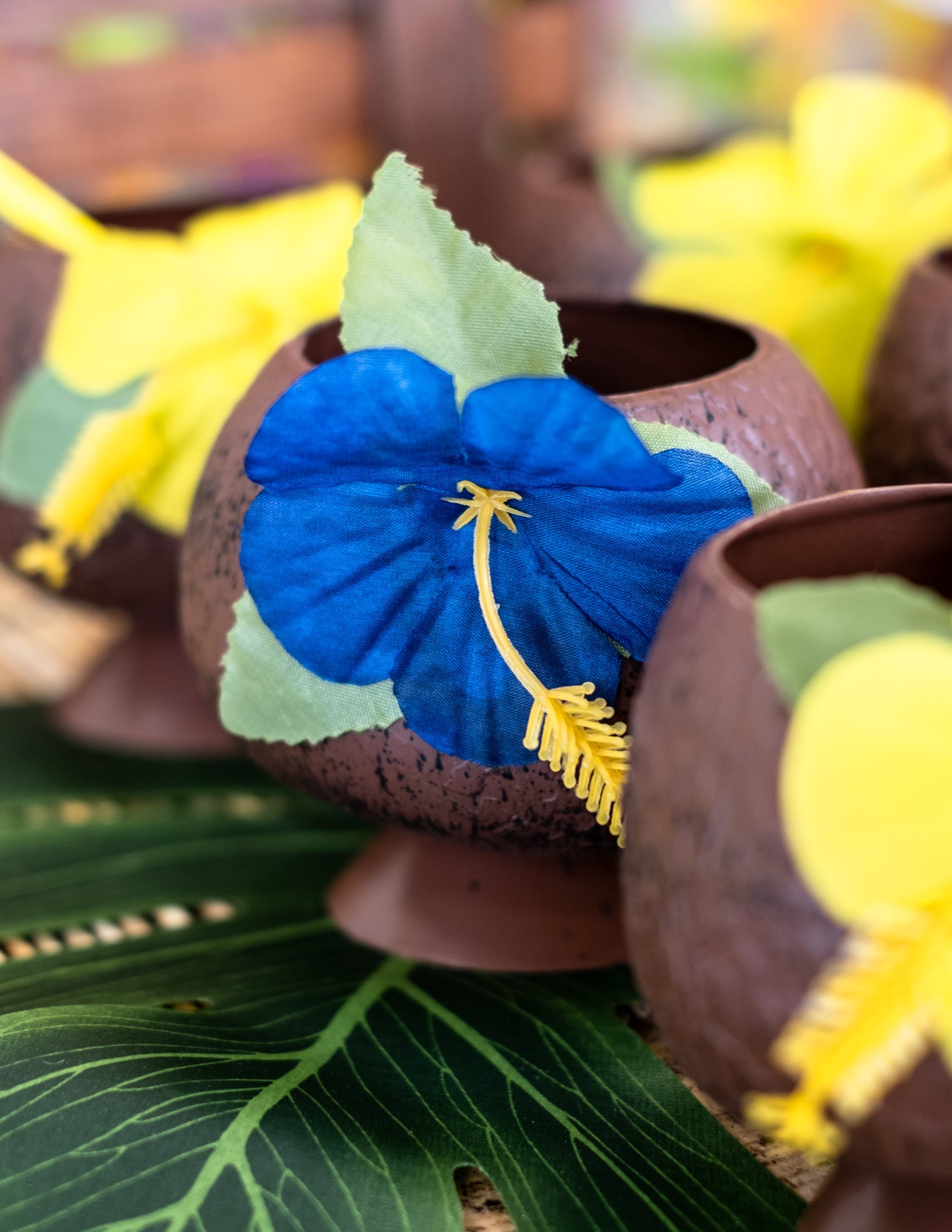 Gros plan sur la fleur bleue de la Coupe Hawaï noix de coco tropicale