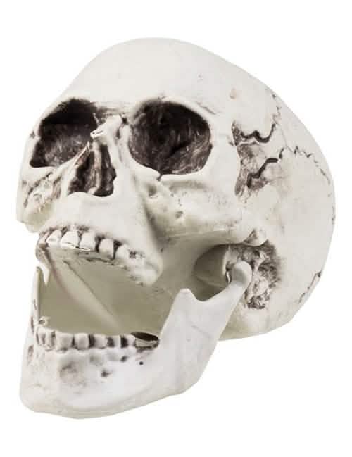 halloween-sisustus pääkallo juhliin, valkoinen, vanhennettu, avonainen leuka