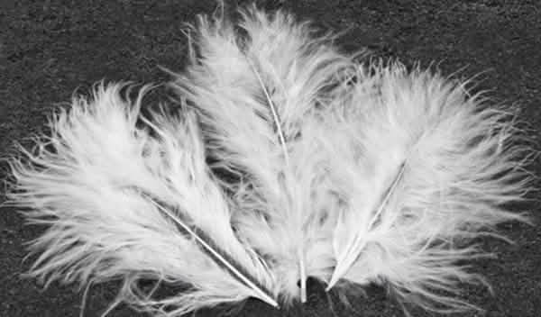 Plumes de décoration pour mariage blanches