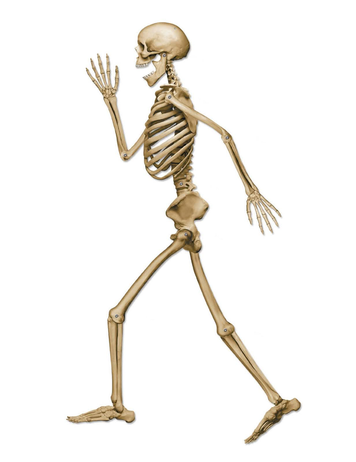 Kävelevä luurankokoriste halloweeniin beige